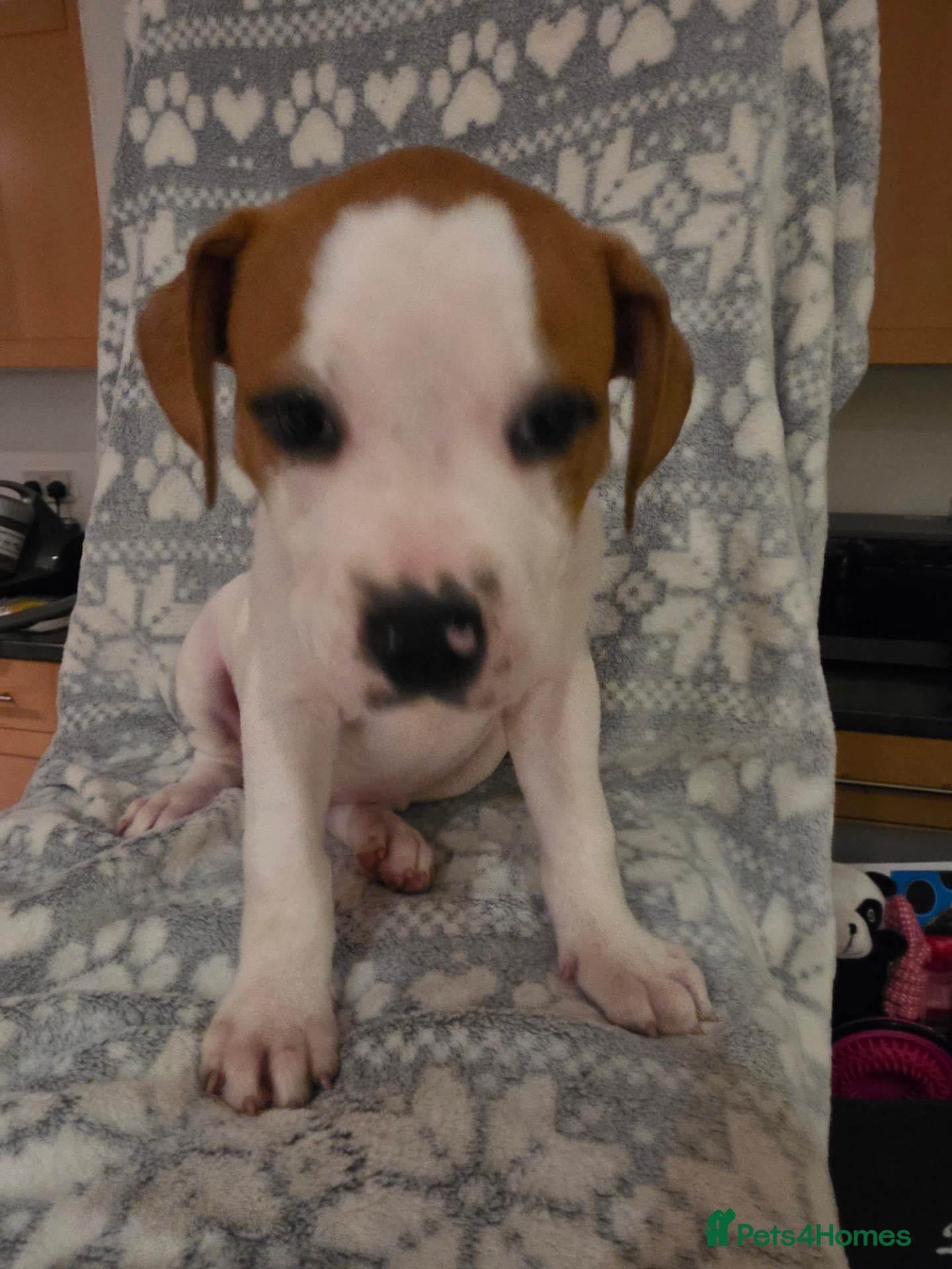 American Bulldog dogs ❤️  Ready this weeknd , last girl and boy ❤️  - Advert 5