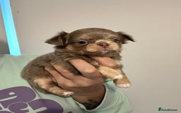 Chihuahua dogs for sale: KC LONG COAT CHIHUAHUA’S - Image 8