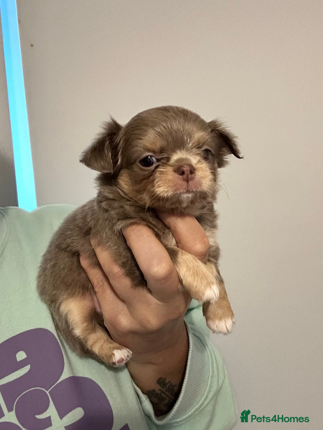 Chihuahua dogs for sale: KC LONG COAT CHIHUAHUA’S - Image 8