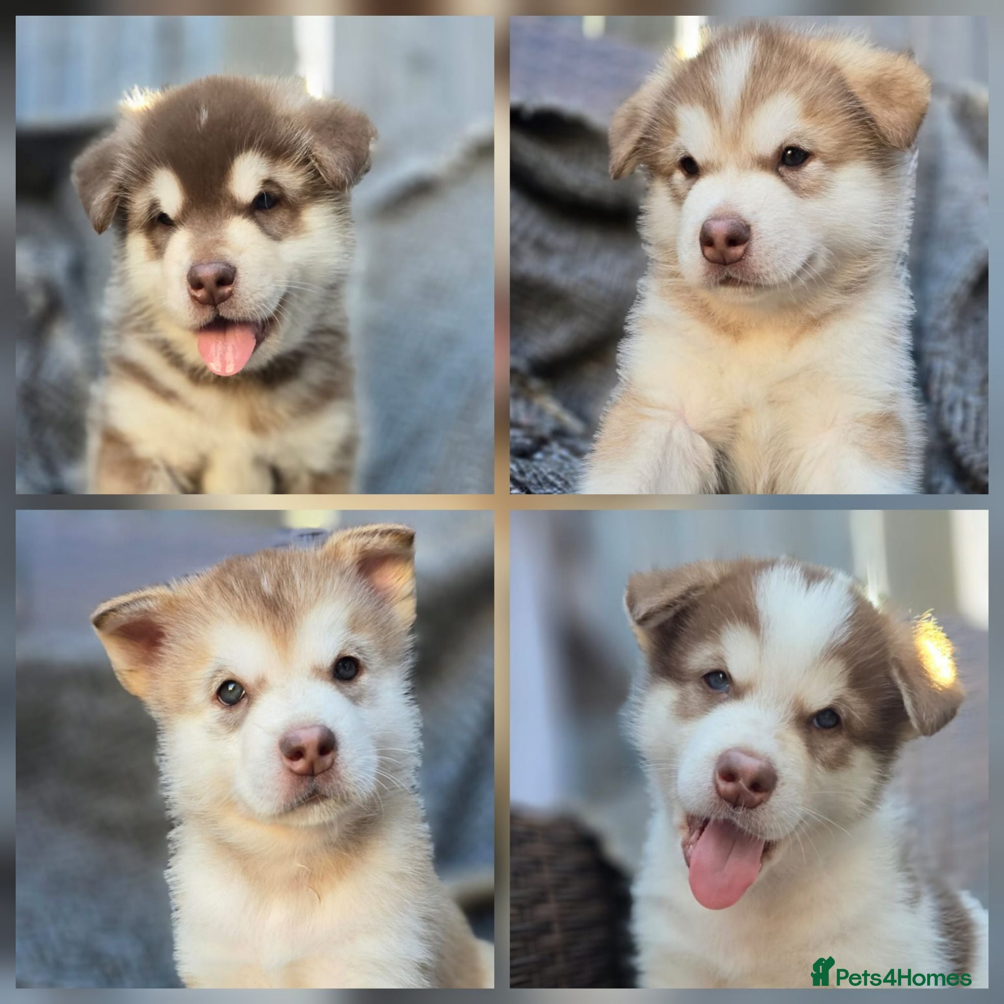 Alaskan Malamute dogs 4 Remaining Stunning Alaskan Malamute Puppies - Advert 6