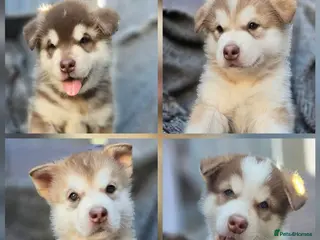 Alaskan Malamute dogs 4 Remaining Stunning Alaskan Malamute Puppies - Advert 6