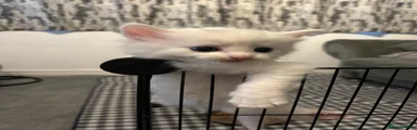 Turkish Angora 2