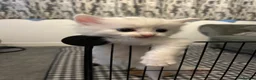 Turkish Angora cats for sale: 5 Beautiful Turkish Angora Kittens - Advert 8