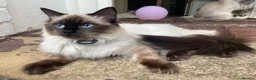 Ragdoll cats for sale: Beautiful Ragdoll Kittens – Seal & Blue Point  - Advert 2