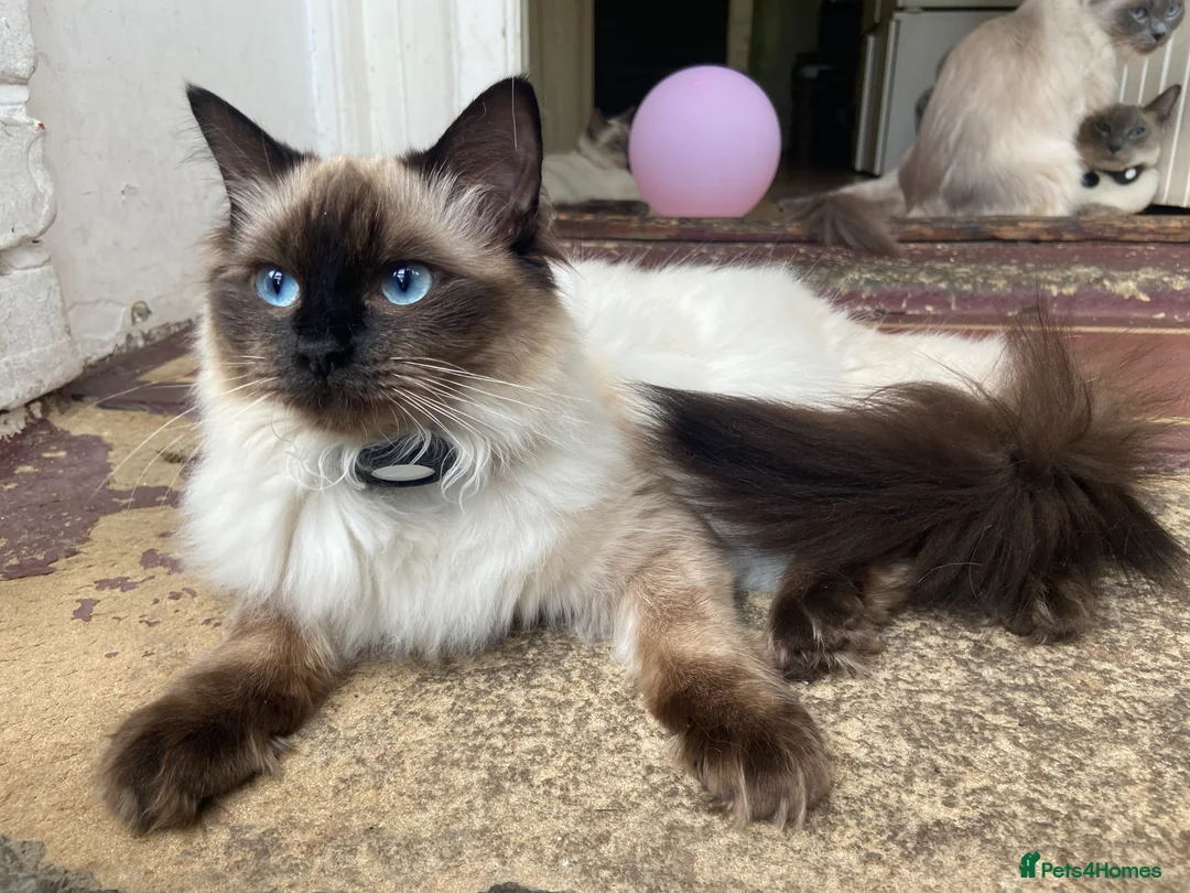 Ragdoll cats for sale: Beautiful Ragdoll Kittens – Seal & Blue Point  - Advert 2
