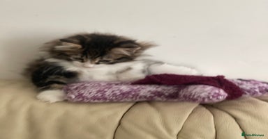 Kurilian Bobtail cats - Advert 1
