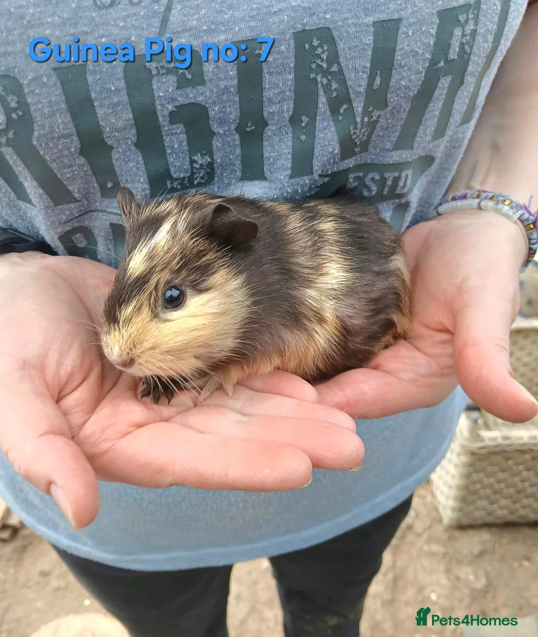 Guinea Pig rodents for sale: Cute 6 week old male guinea pigs - ginnywiggles - Advert 14