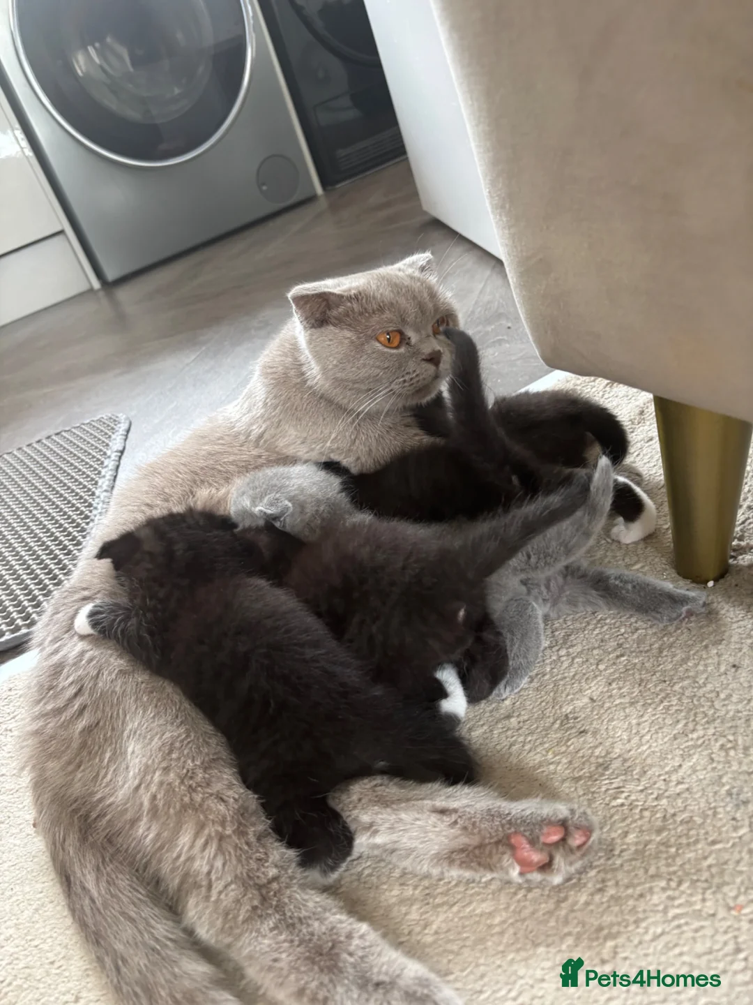 Ragdoll cats for sale: Scottish fold/Ragdoll kittens - Advert 10