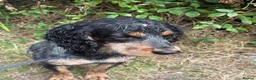Cocker Spaniel dogs for sale: Working cocker spaniels  - Advert 13