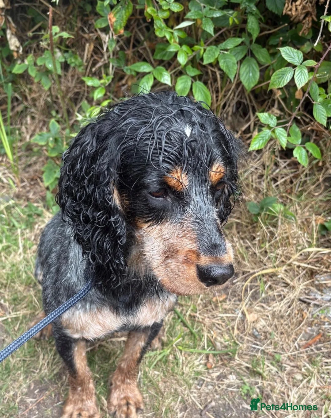 Cocker Spaniel dogs for sale: Working cocker spaniels  - Advert 13