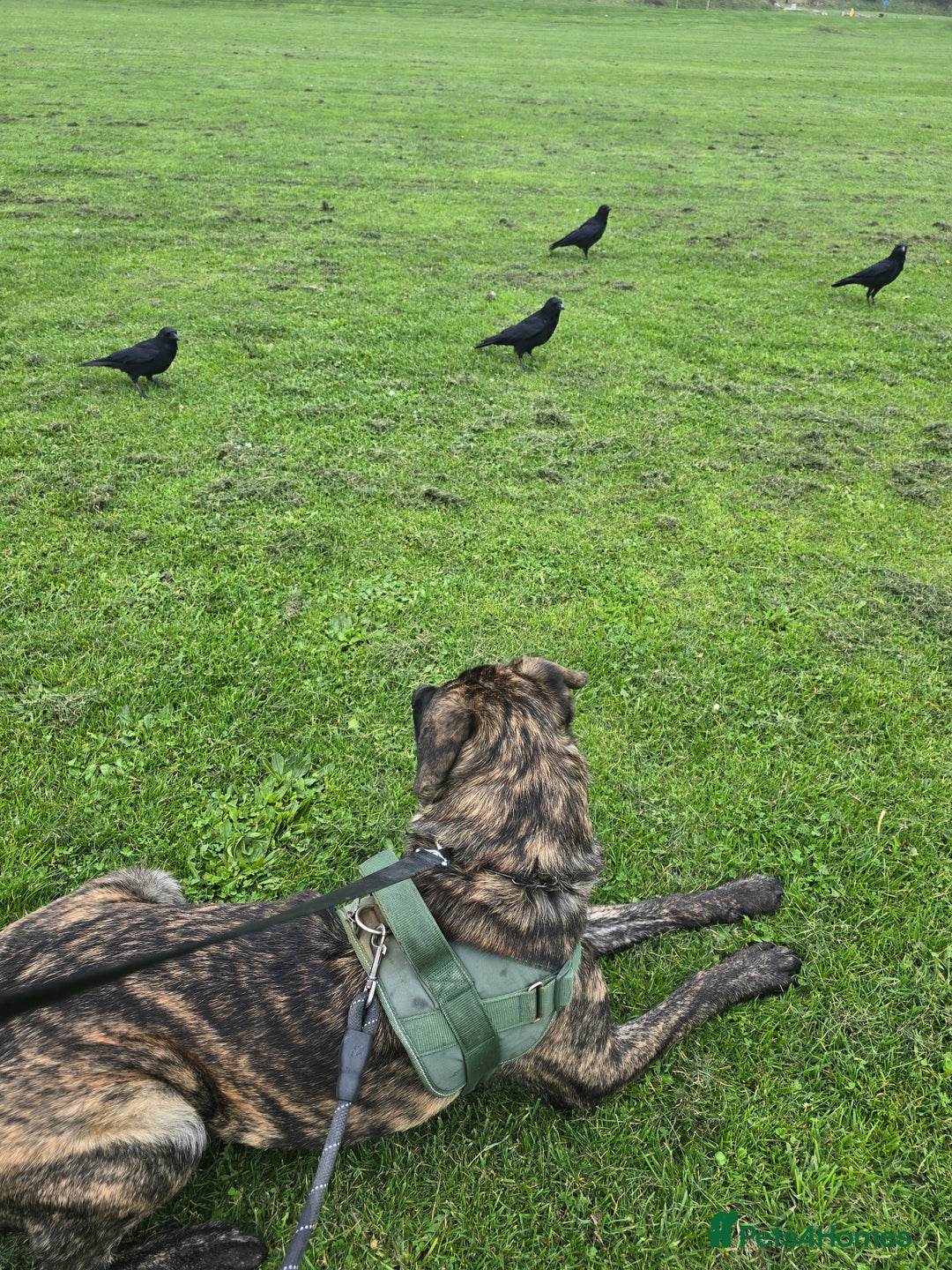 Mixed Breed dogs for sale: Looking for a new home for bear - Image 10