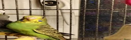 Budgerigars birds for sale: Beautiful baby budgies  - Advert 1