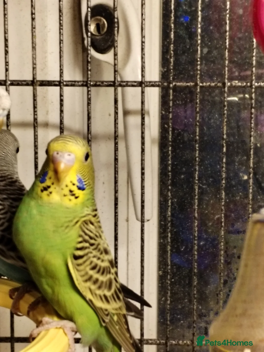 Budgerigars birds for sale: Beautiful baby budgies  - Advert 1