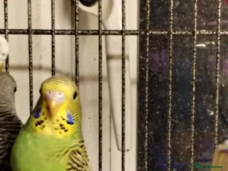 Budgerigars birds Beautiful baby budgies - Advert 1