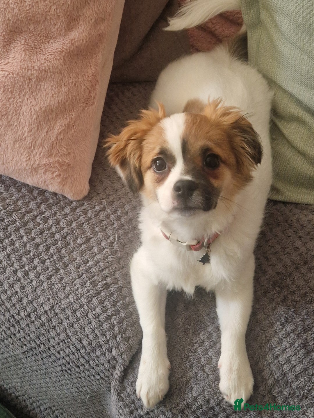 Mixed Breed dogs for sale: 16 week shizue - Advert 1