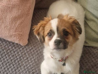 Mixed Breed dogs 16 week shizue - Advert 2