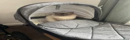Ragdoll cats for sale: Stunning 3/4 ragdoll kittens for 5 star homes in West Linton - Advert 16
