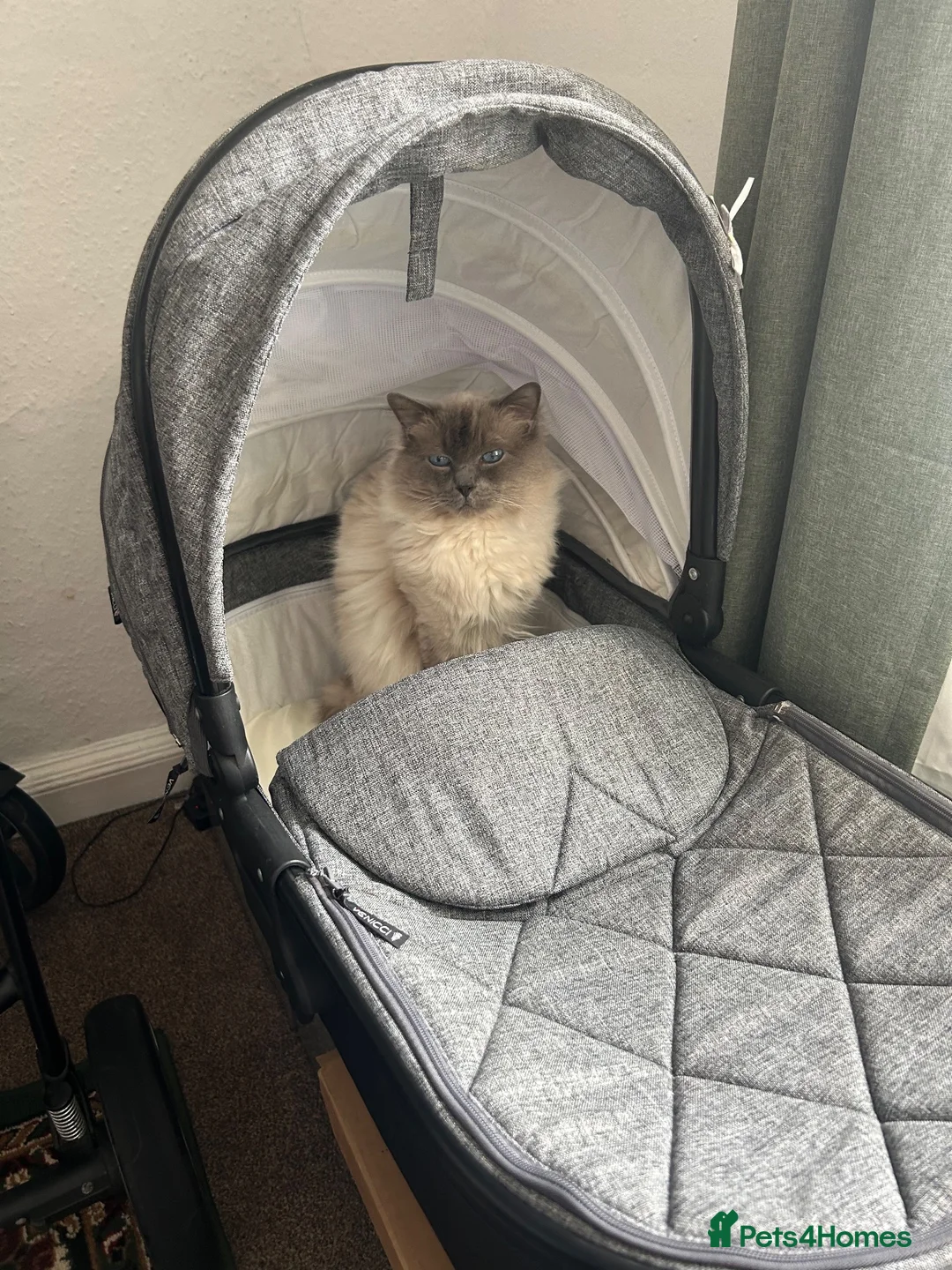 Ragdoll cats for sale: Stunning 3/4 ragdoll kittens for 5 star homes in West Linton - Advert 16