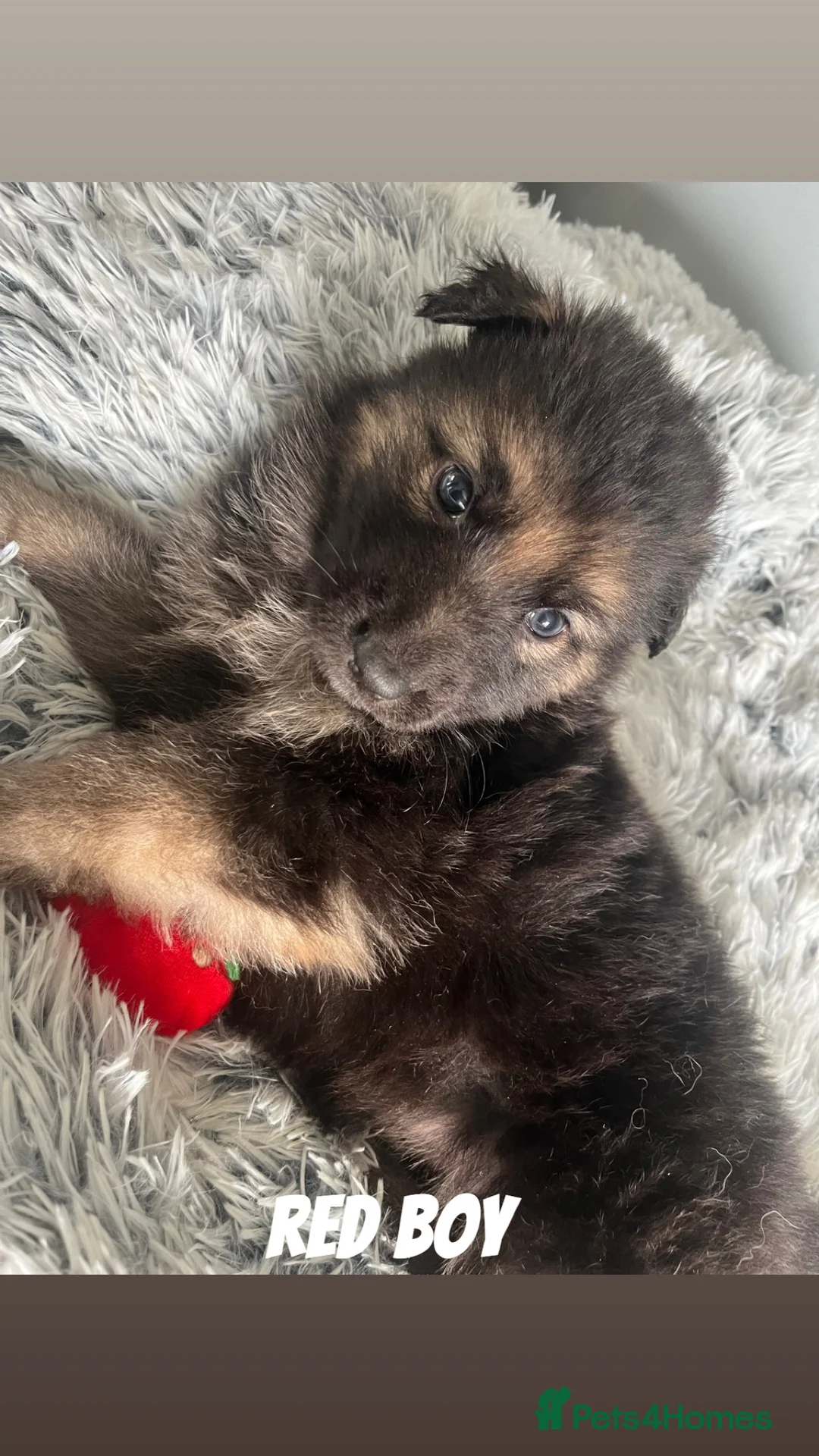 German Shepherd dogs for sale: Beautiful KC Reg Straight Back German Shepherds🐾 - Advert 16