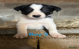 Border Collie dogs for sale: Beautiful border collie puppies for sale  - Image 8
