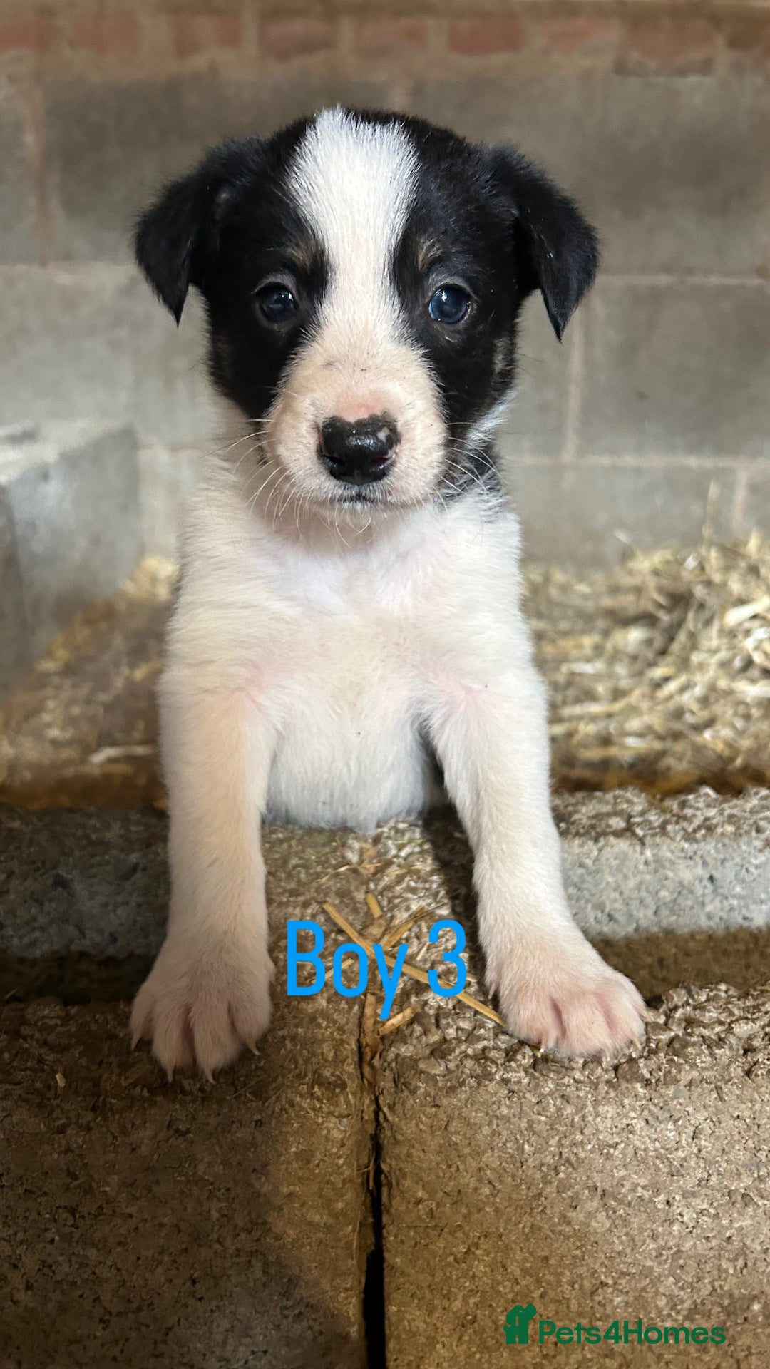 Border Collie dogs for sale: Beautiful border collie puppies for sale  - Image 8
