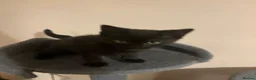 Mixed Breed cats for sale: Black female kitten  - Advert 8