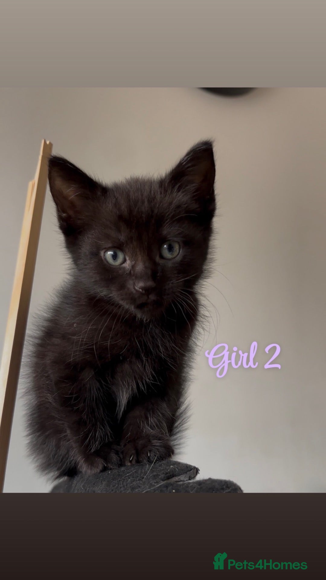 Domestic Shorthair cats REDUCED 1 female left🖤 - Advert 21