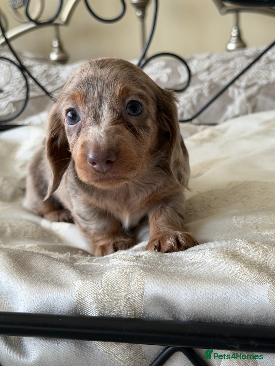 Miniature Dachshund dogs for sale: Miniature dachshund puppies - Advert 14