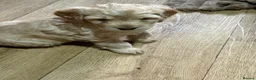 Cockapoo dogs for sale: Litter of 5 beautiful F1 cockapoos  - Advert 10