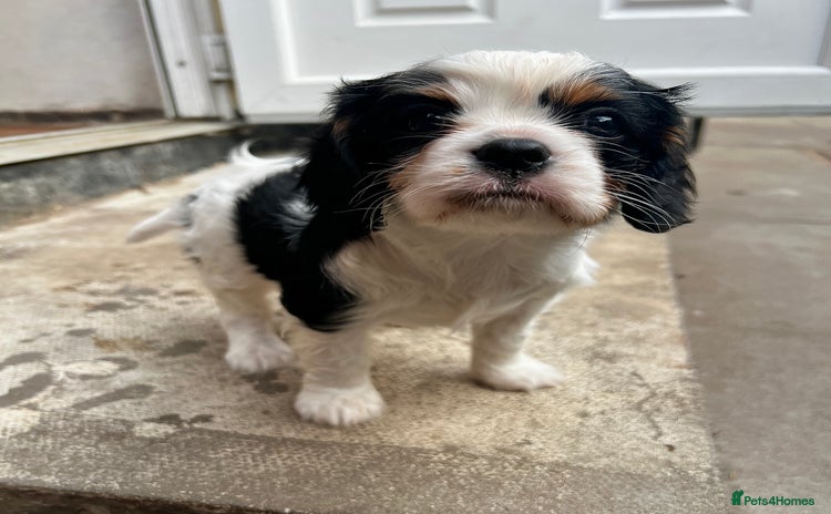 Cavalier King Charles Spaniel dogs - Advert 1