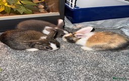 Dutch rabbits for sale: Baby Rabbits - Advert 7