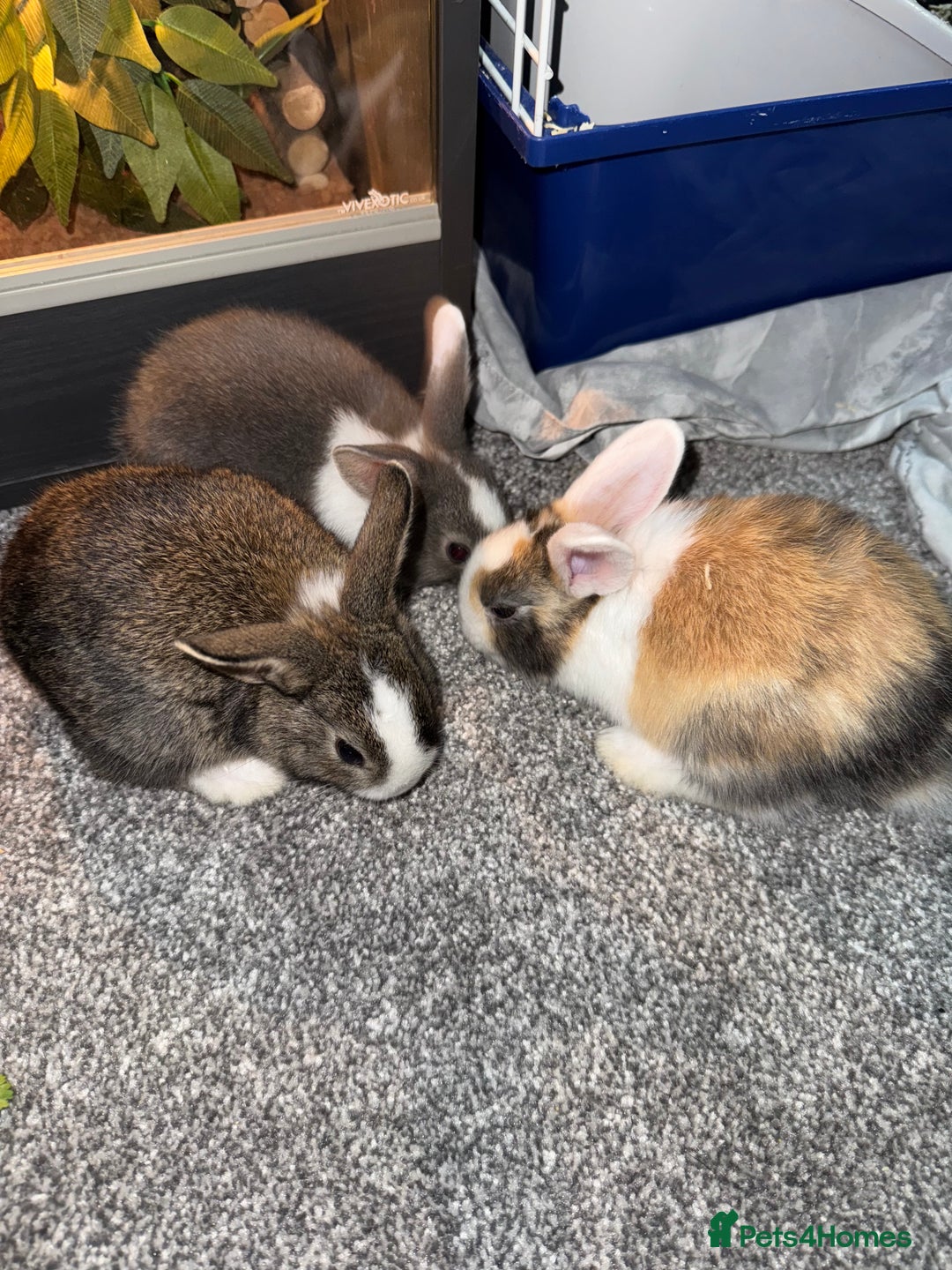 Dutch rabbits for sale: Baby Rabbits - Advert 7