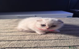 Scottish Fold cats for sale: ⭐️ Beautiful Scottish Folds ⭐️ - Image 12