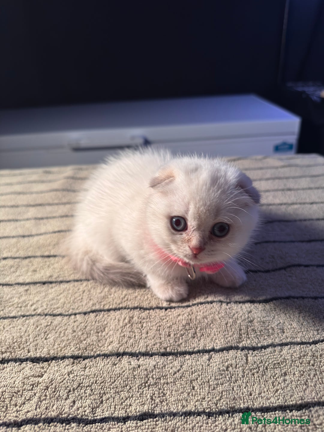 Scottish Fold cats for sale: ⭐️ Beautiful Scottish Folds ⭐️ - Image 12