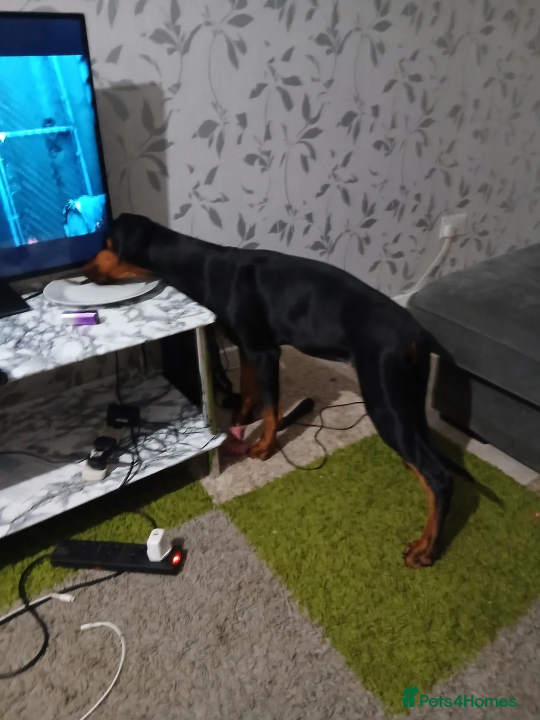 Dobermann dogs for sale: Doberman  female  9 month old - Advert 3