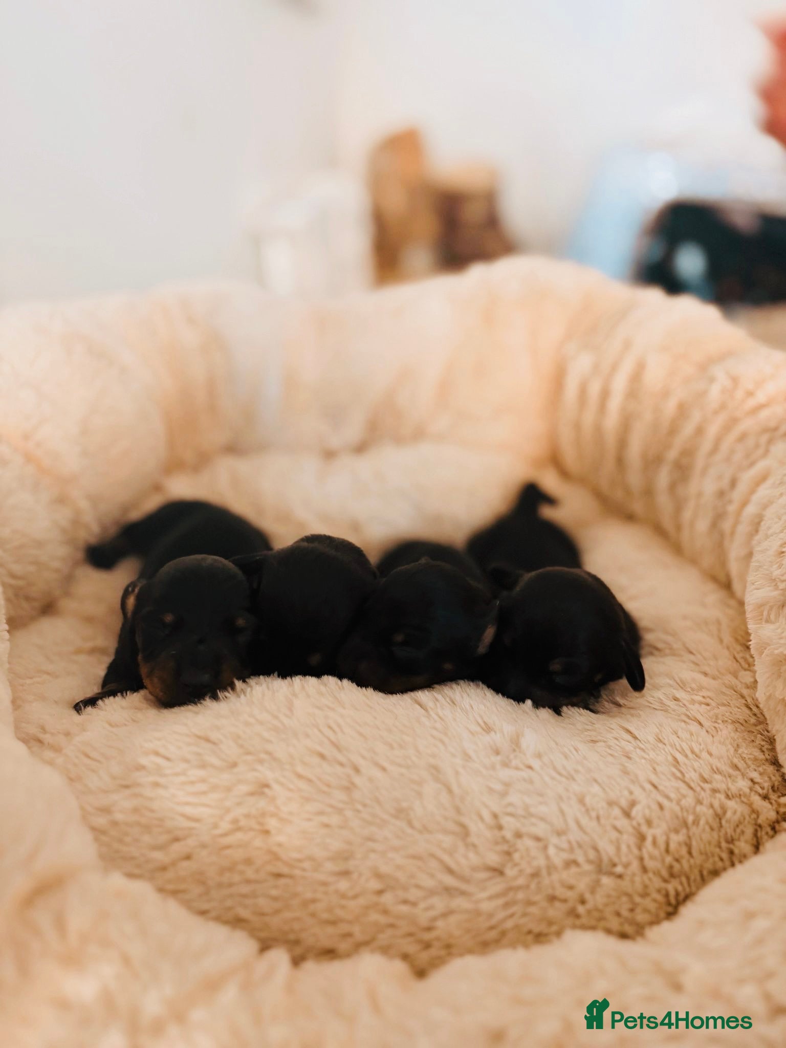 Miniature Dachshund dogs Miniature dashounds - Advert 6