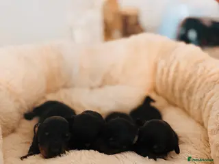 Miniature Dachshund dogs Miniature dashounds - Advert 5