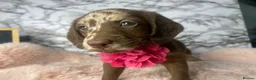 Labradoodle dogs for sale: Beautiful miniature labradoodle puppies - Advert 5