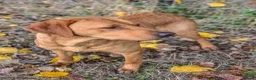 Labrador Retriever dogs for stud: Well proven FOX RED Labrador stud - Advert 4