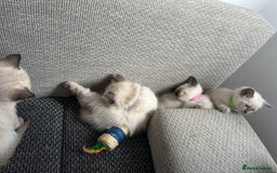 Siamese cats for sale: 3 siamese/ragdoll male kittens - Image 9