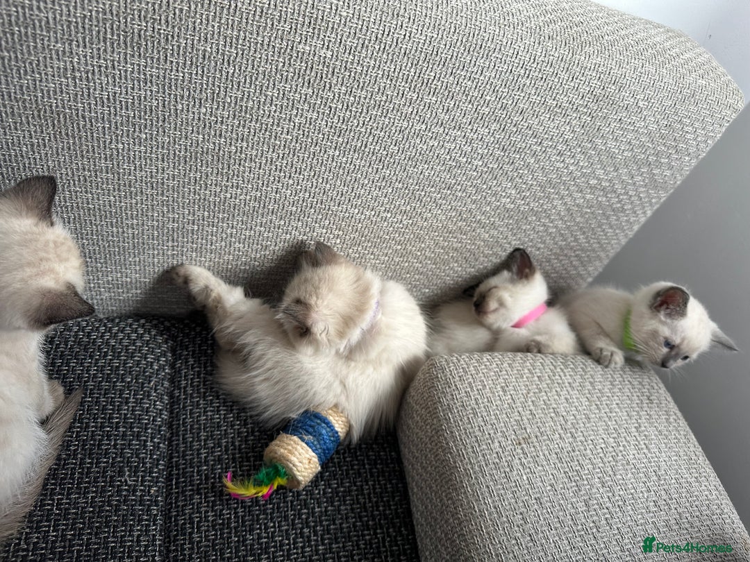 Siamese cats for sale: 3 siamese/ragdoll male kittens - Image 9