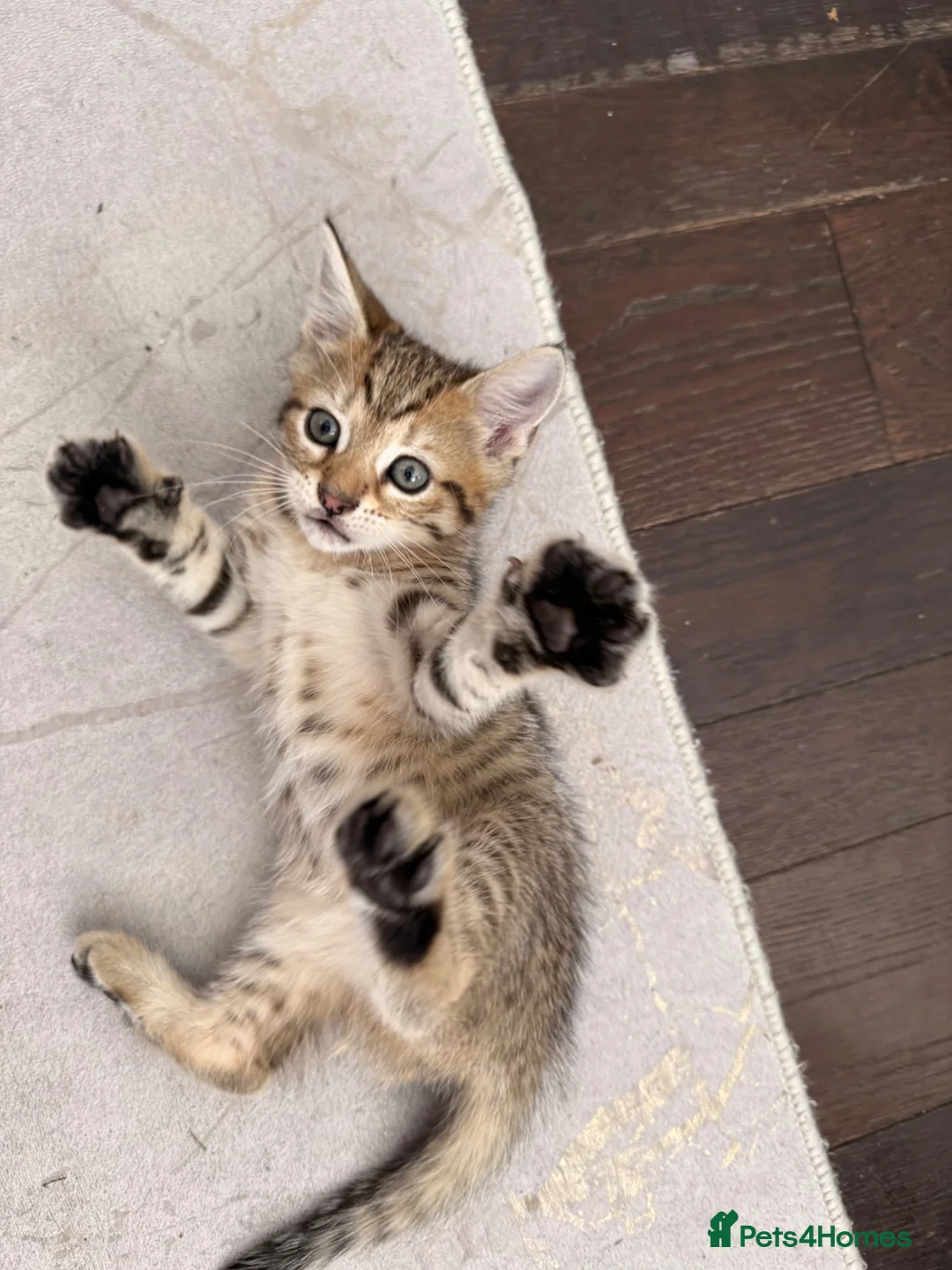 Mixed Breed cats for sale: Kitten for sale - Advert 2