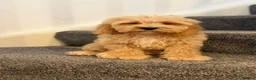 Cockapoo dogs for sale: American cockapoo from health tested parents - Advert 15