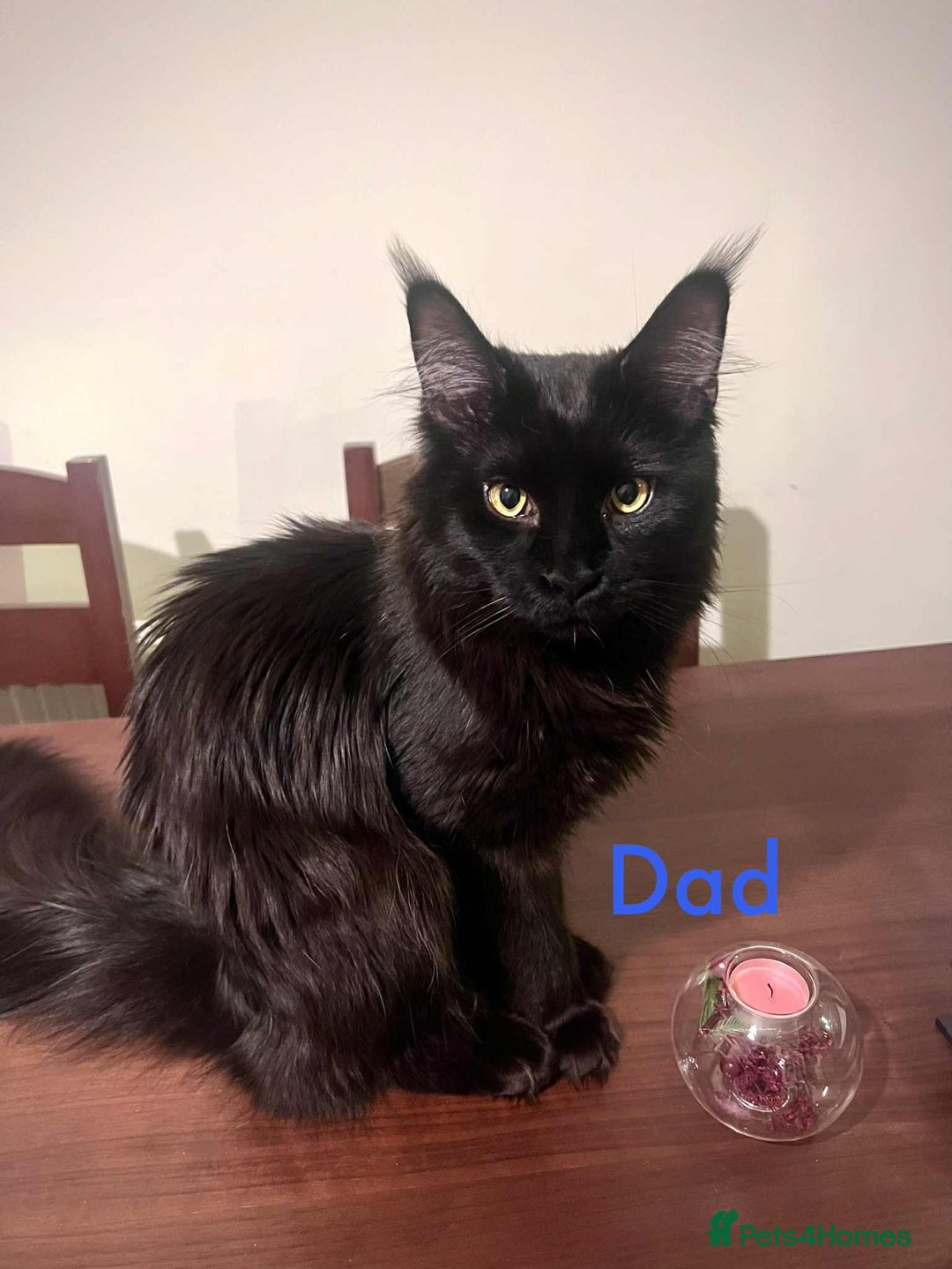 Maine Coon cats for sale: Beautiful Maine Coon Mix  - Image 12