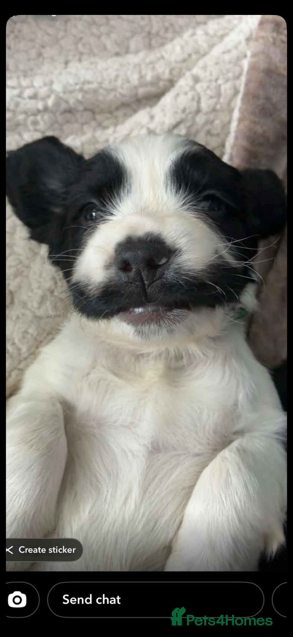 Sprocker dogs for sale: Sprocker spaniel puppies  - Advert 1