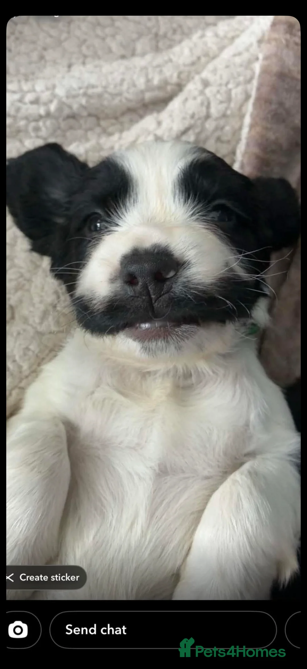 Sprocker dogs for sale: Sprocker spaniel puppies  in Bellshill - Advert 2