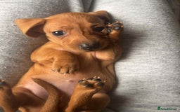 Miniature Dachshund dogs for sale: Miniture daschund puppies  - Image 2