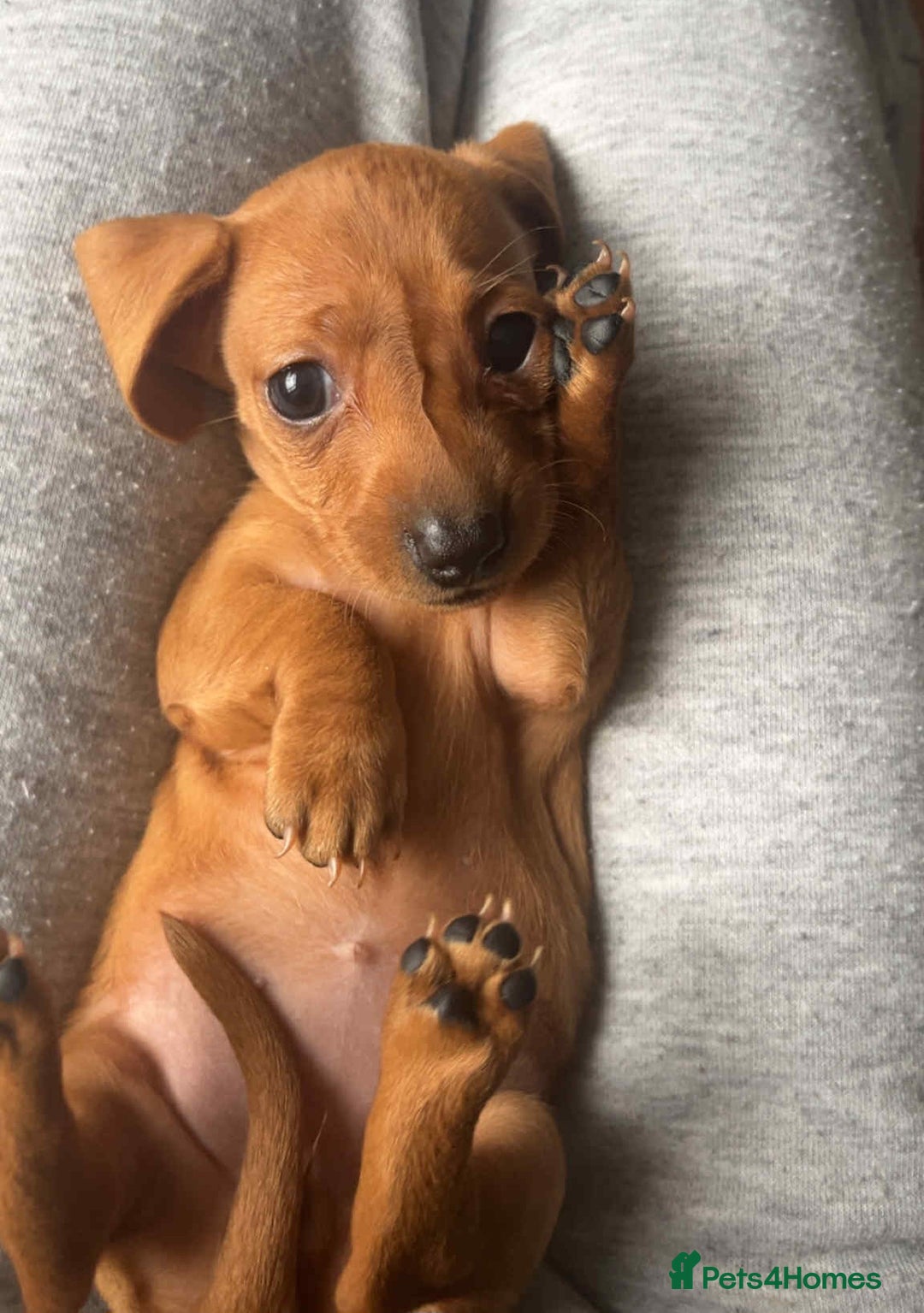 Miniature Dachshund dogs for sale: Miniture daschund puppies  - Image 2