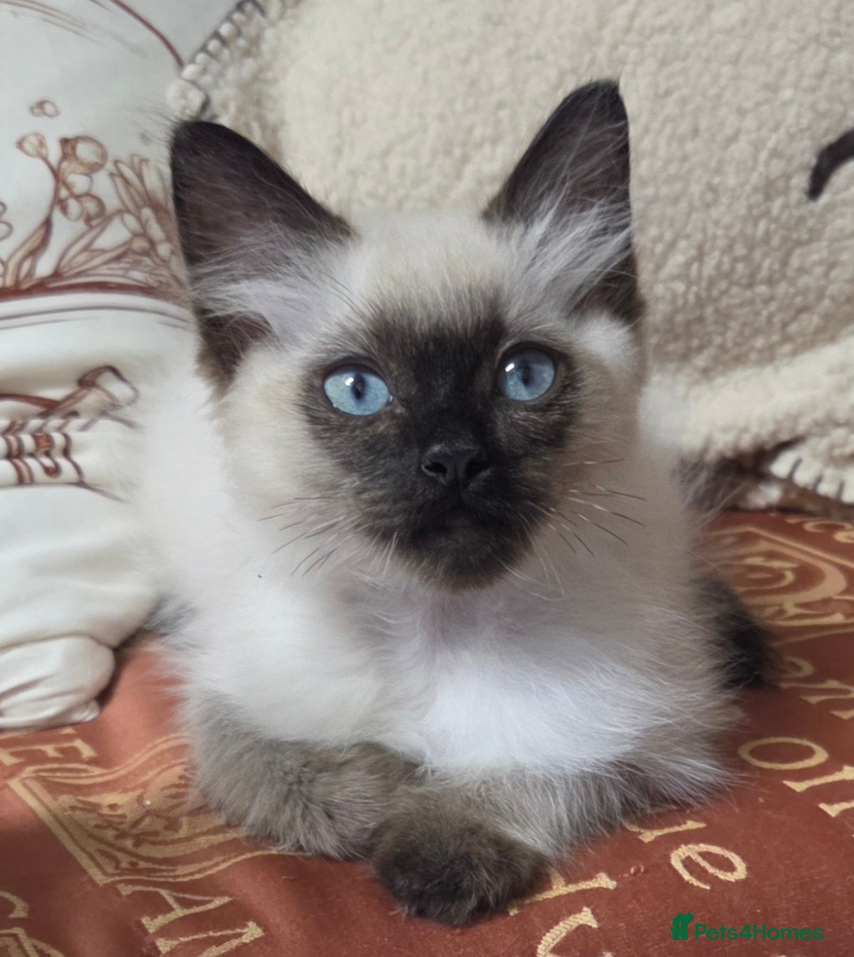 Ragdoll cats GCCF REGISTERED PEDIGREE RAGDOLL KITTENS  - Advert 1