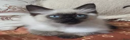 Ragdoll cats for sale: GCCF REGISTERED PEDIGREE RAGDOLL KITTENS  - Advert 1